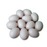 12 x Plastic Pigeon Eggs