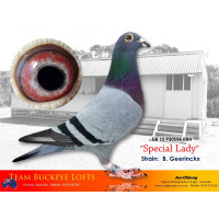 Rohnfried Pigeon Products Australia